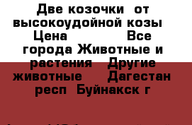 Две козочки  от высокоудойной козы › Цена ­ 20 000 - Все города Животные и растения » Другие животные   . Дагестан респ.,Буйнакск г.